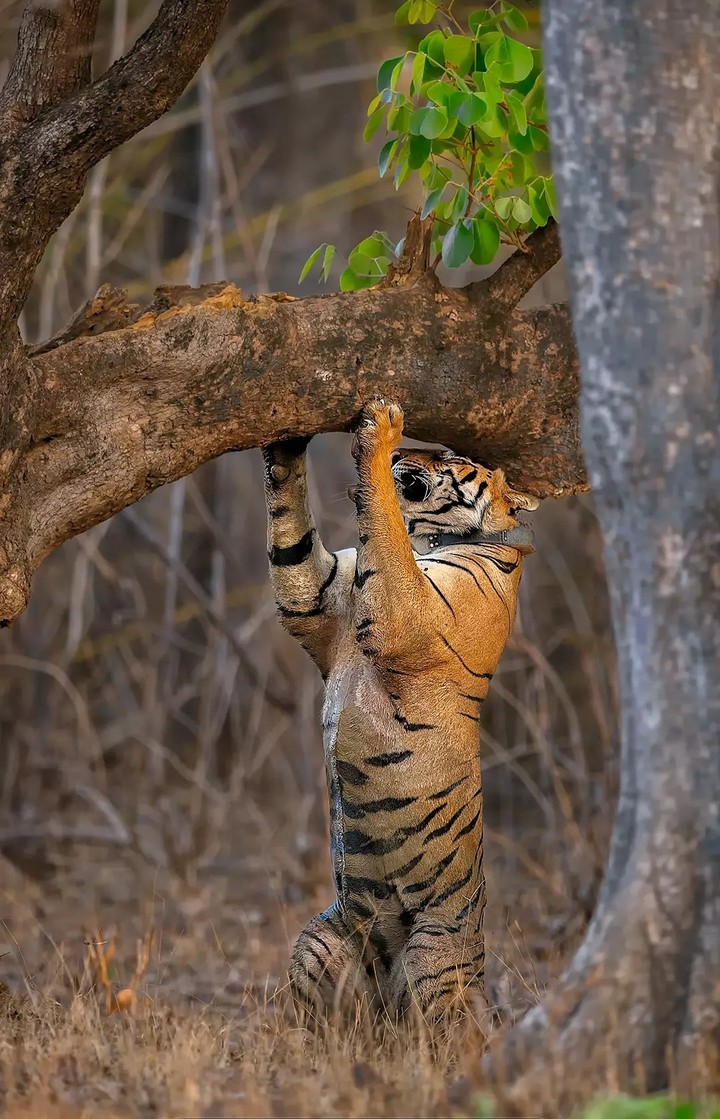 tiger