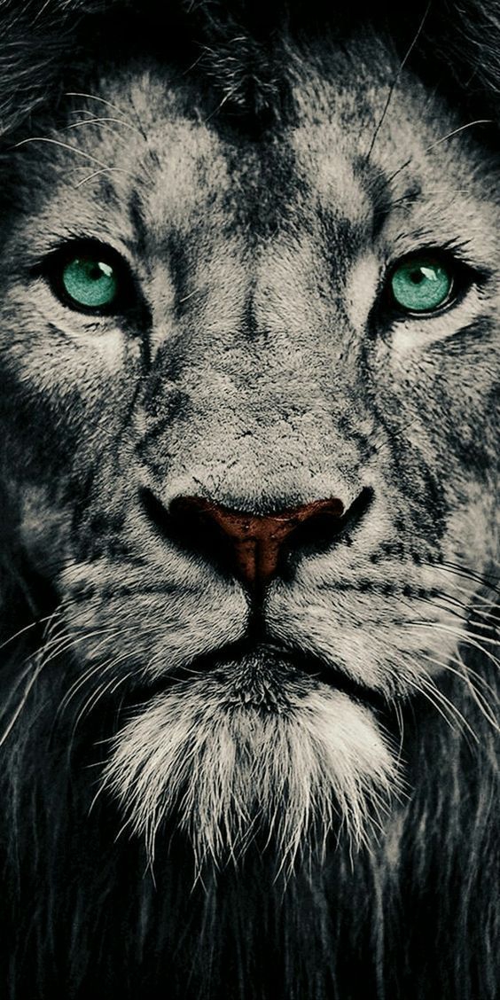 lion