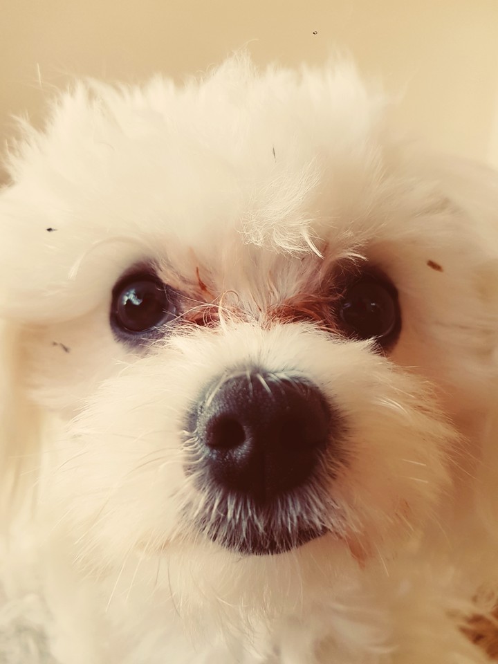 cute doggy