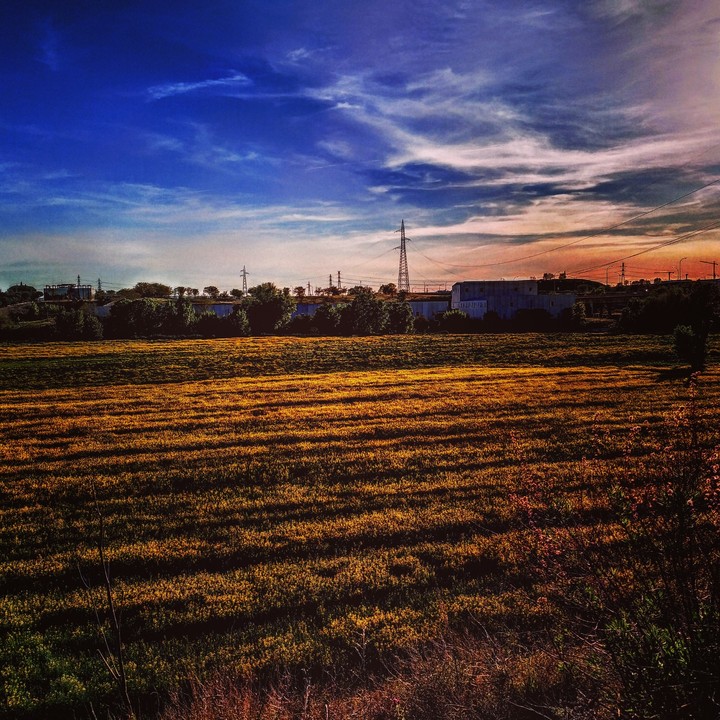 Field