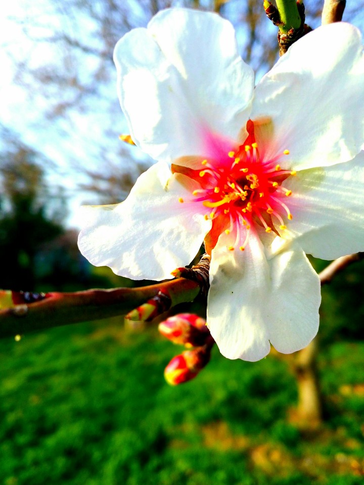 flower