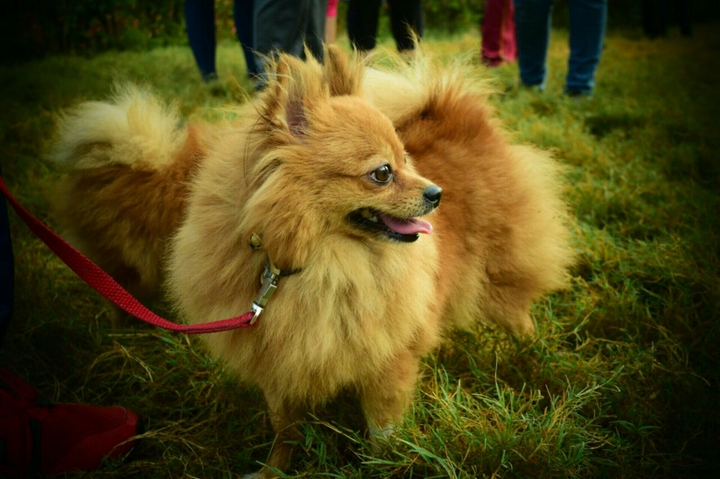 Dog