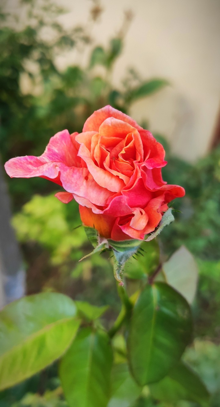 rose