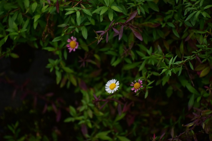 nature