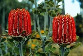 flores del mundo