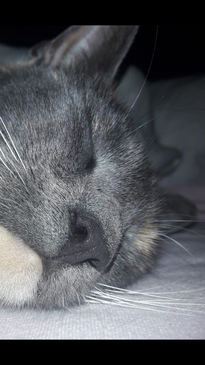 cat