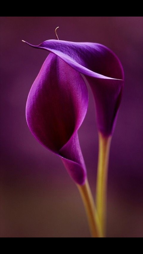 sfondi flower, violet