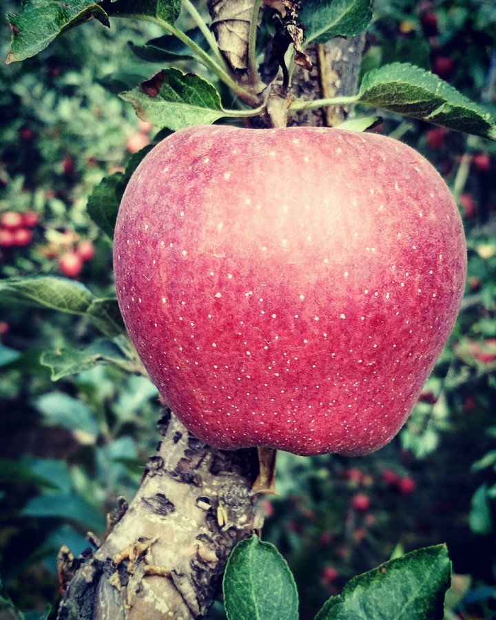 apple