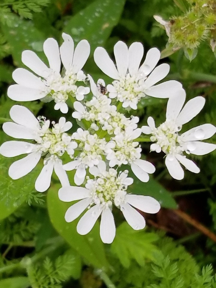 雨の日の春の花-白