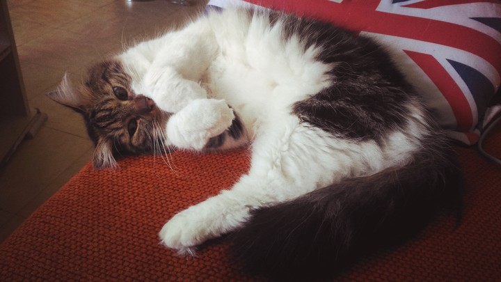relax le chat