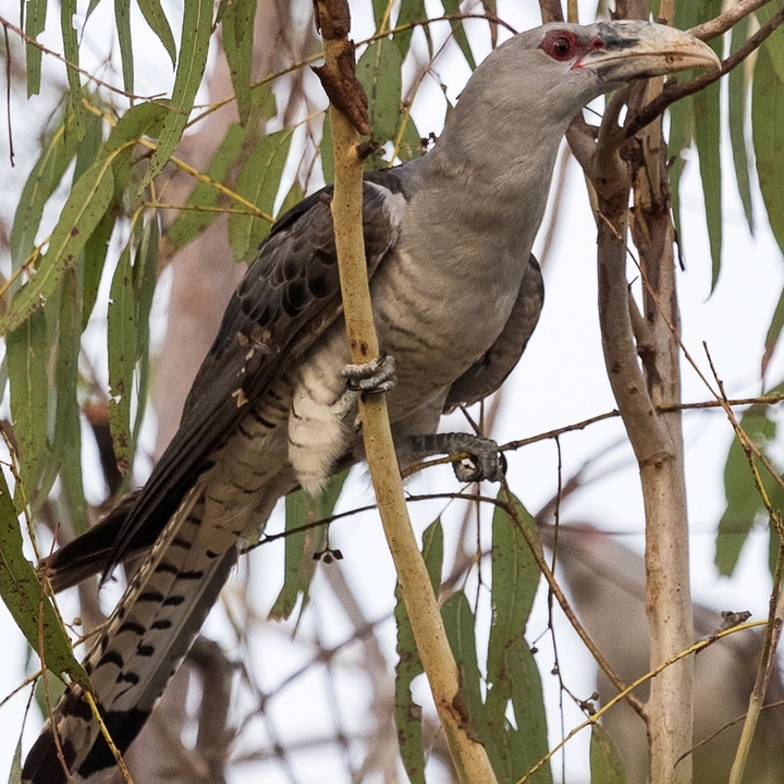 Cuckoo