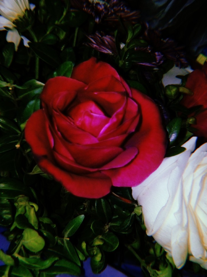 Red Rose
