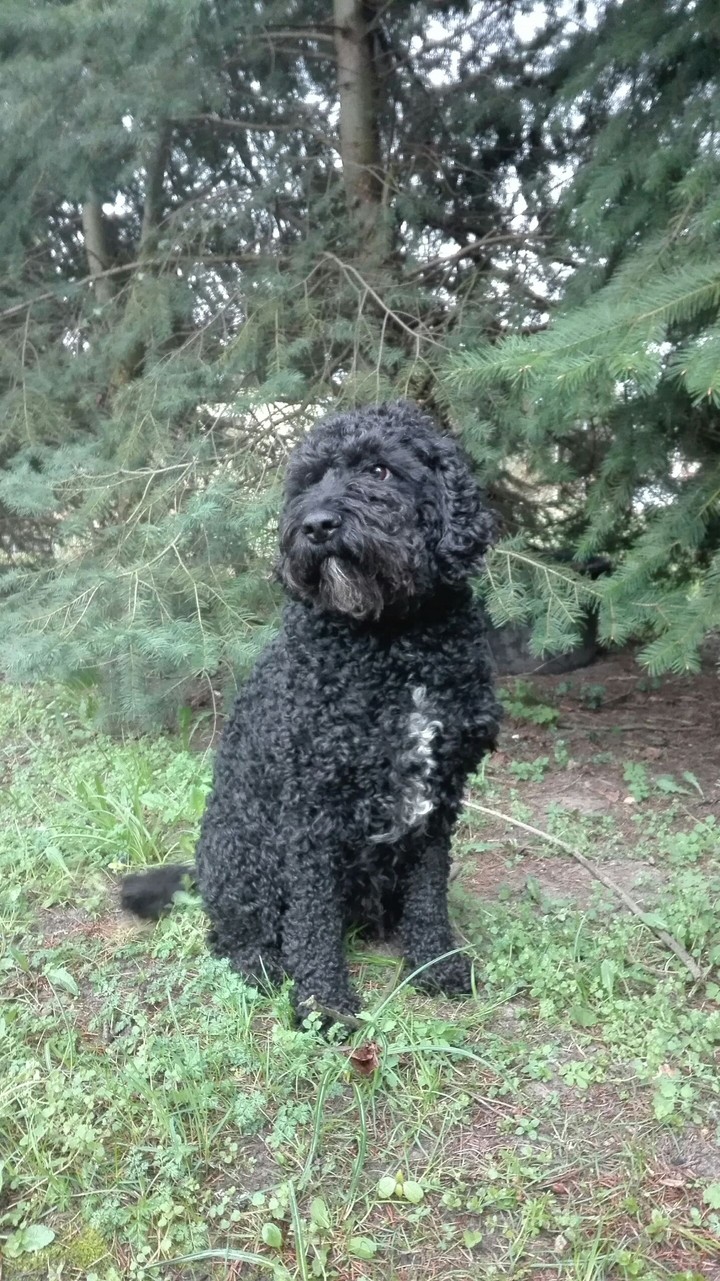 only dog