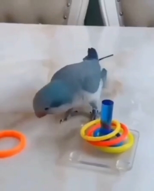 Попугай Кеша ❤️