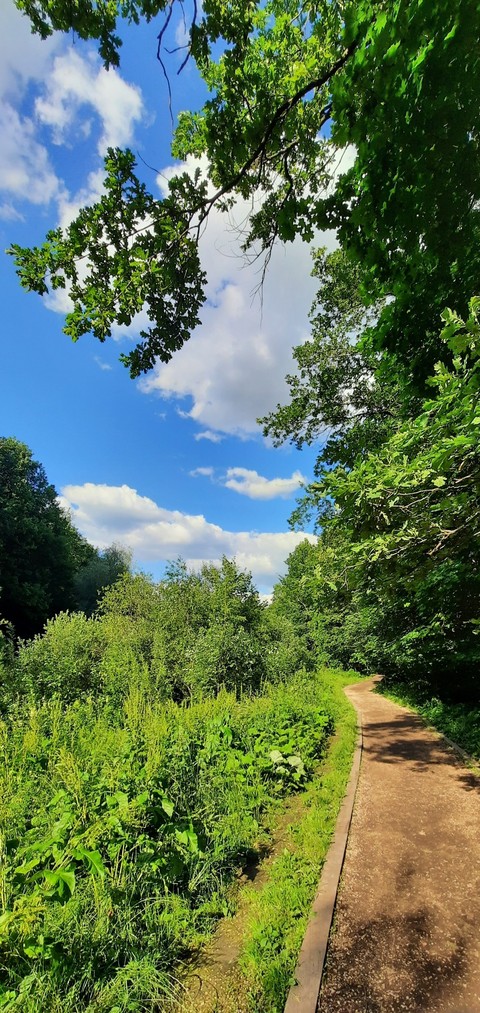 tapety sky, branch