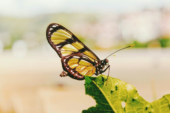 borboleta