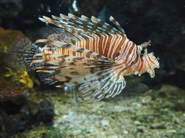 I'm a lionfish!