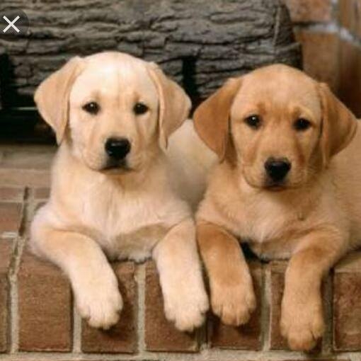 sweet puppies