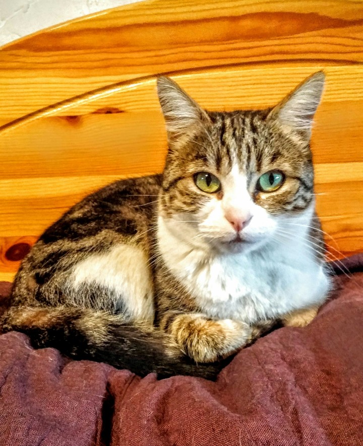 cat