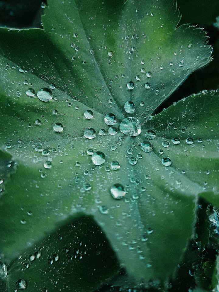 Planten un Blomen