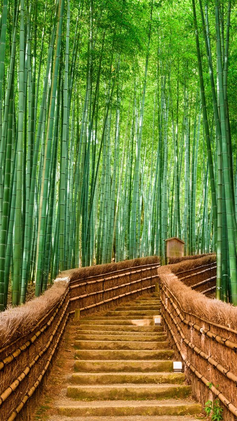 hardwood, forest wallpapers