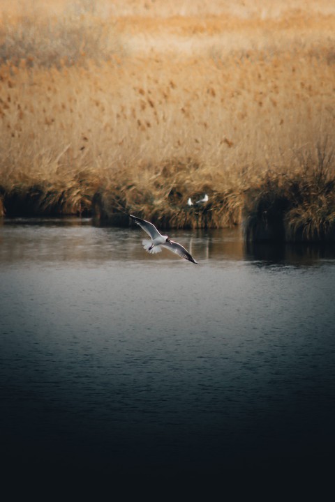 шпалери pelecaniformes, ducks