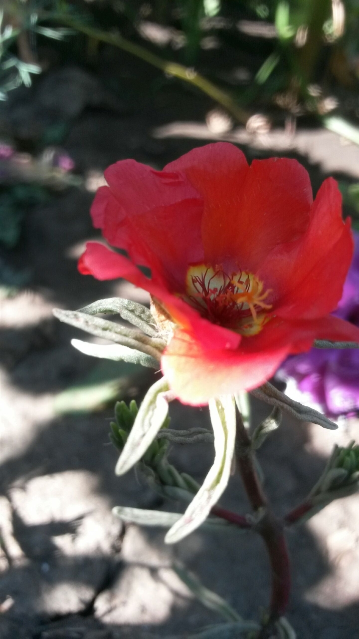flovr