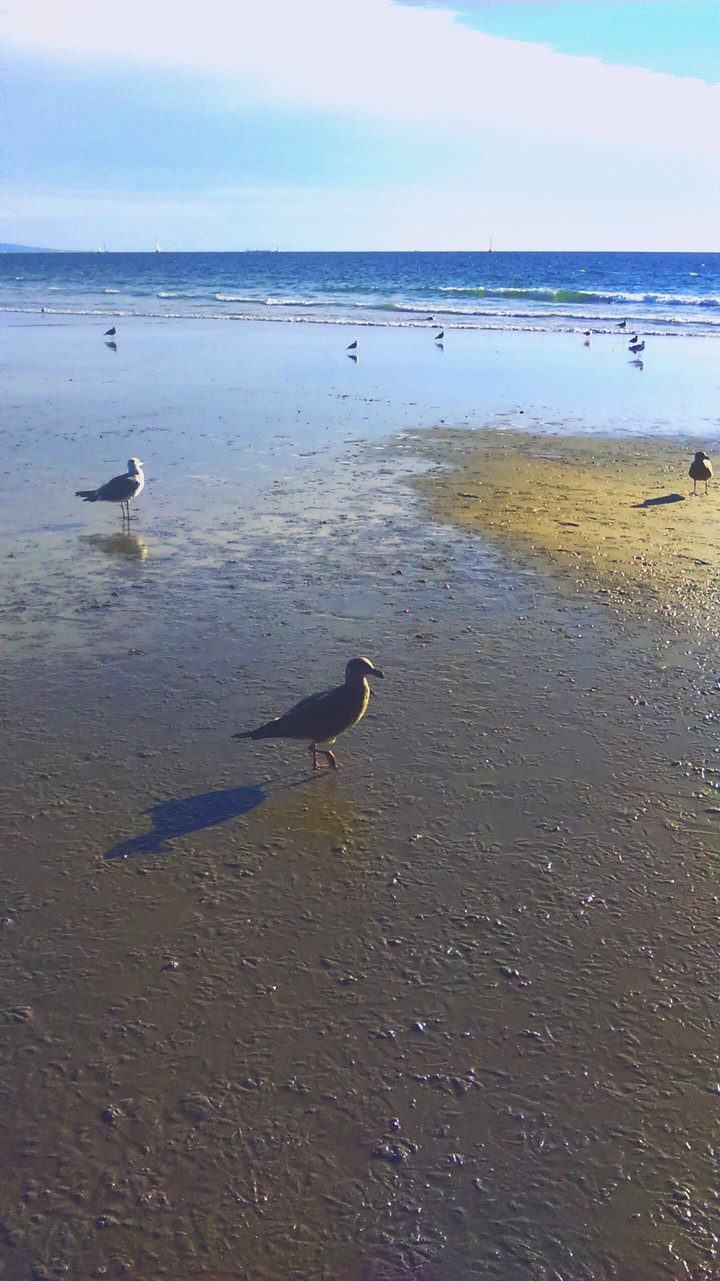 birdy