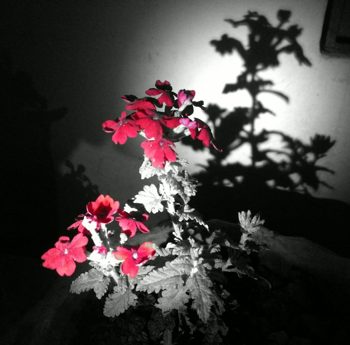 shadow