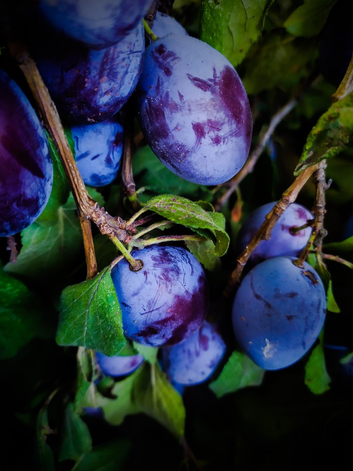 plum