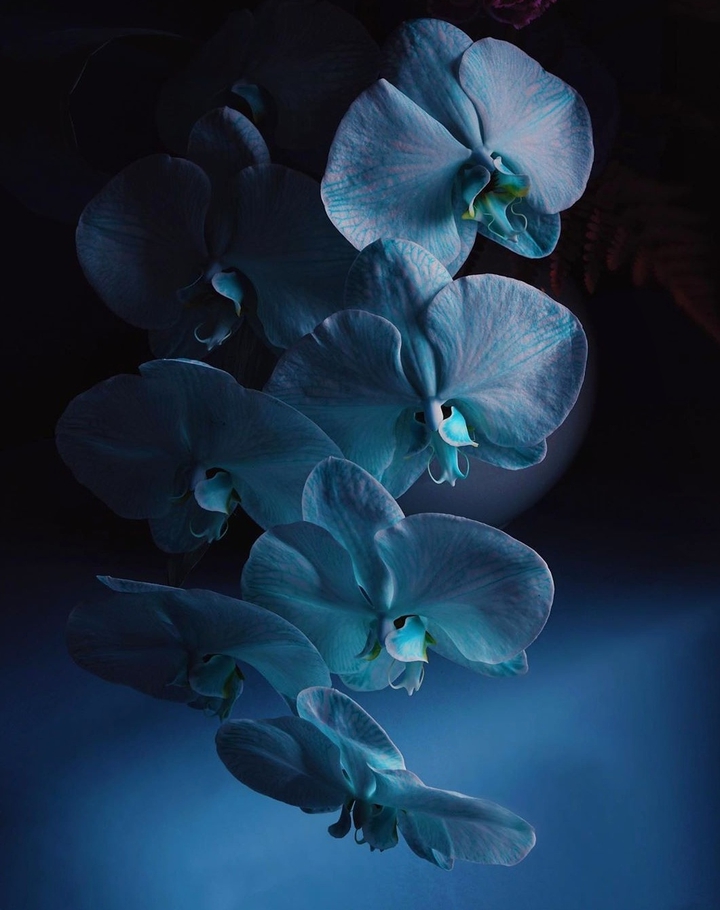 Orchidea