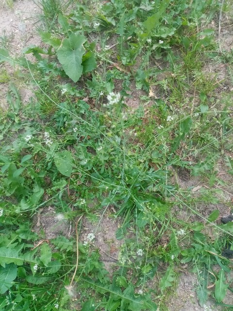 plant, 植物桌布