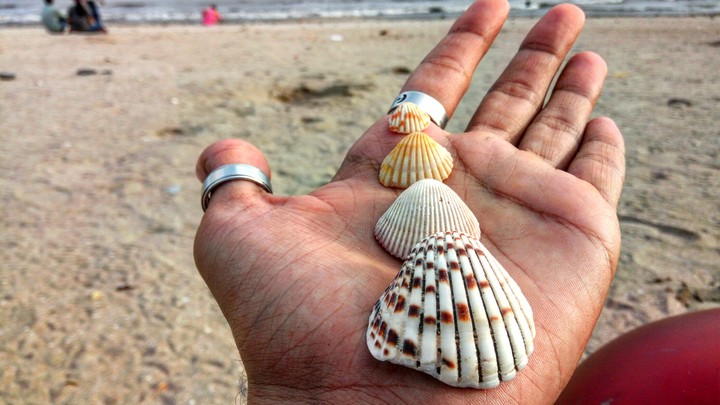 sea shells
