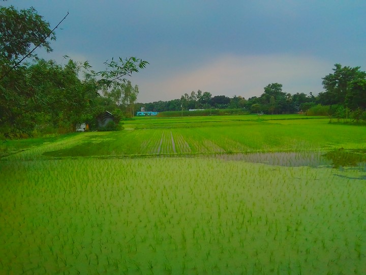 watery field? maybe?