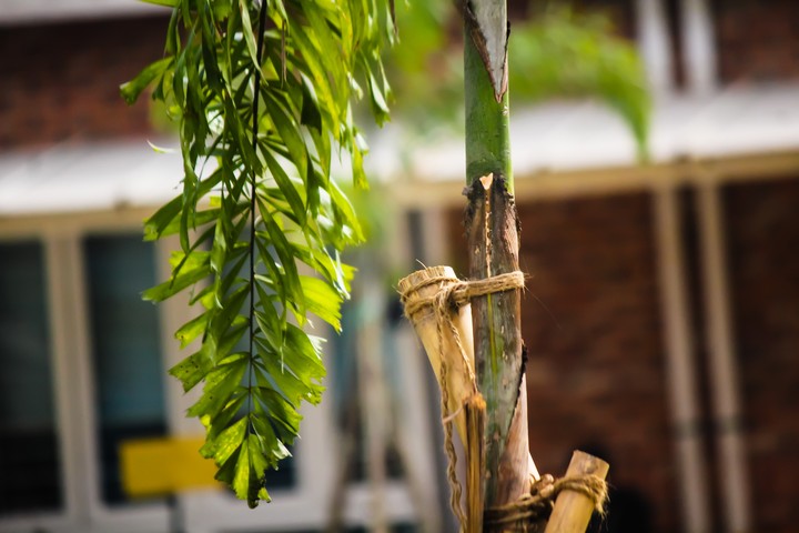 A new tree