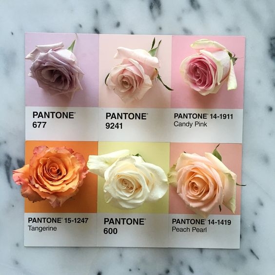 Roses