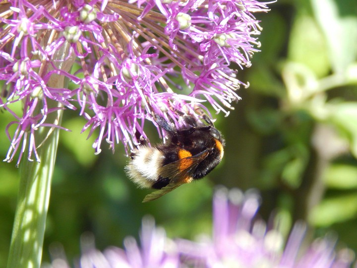 Bumblebee