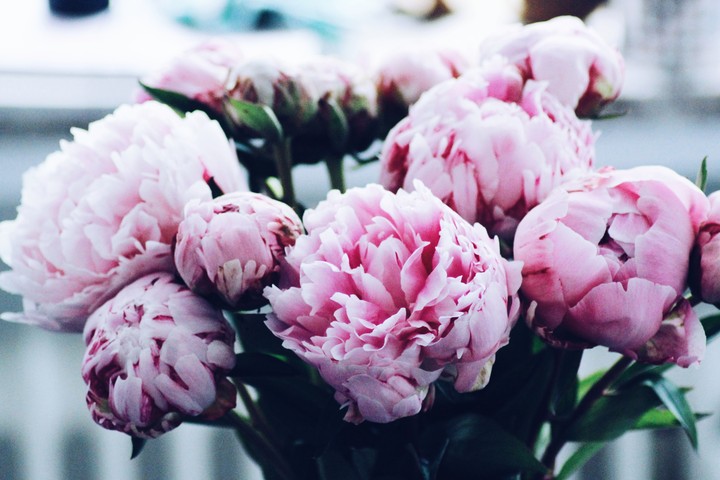 Peonies