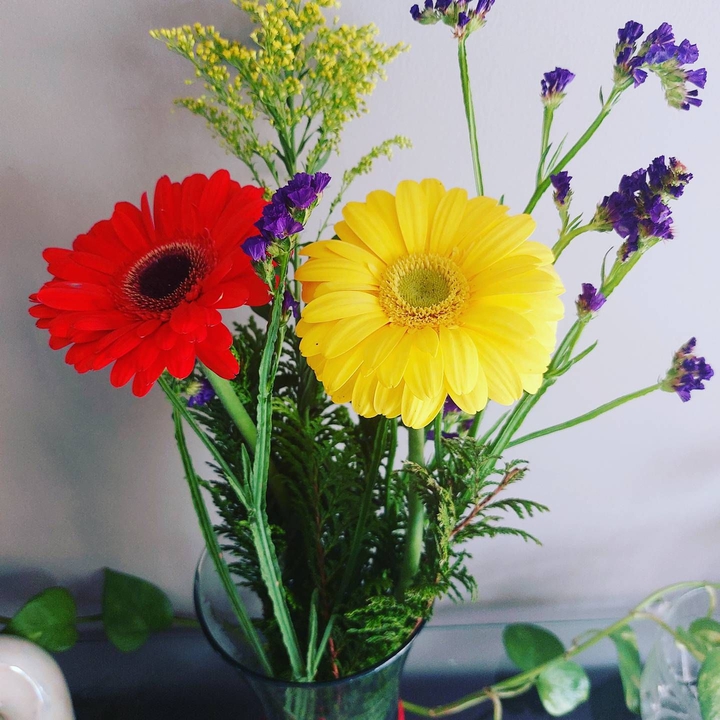 hermosas gerberas de mi hogar