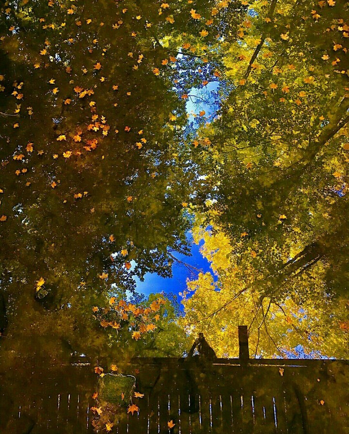 Autumn leaf fall