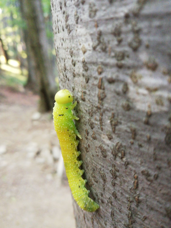 Przyszły motyl
