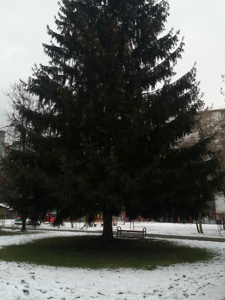 Tree