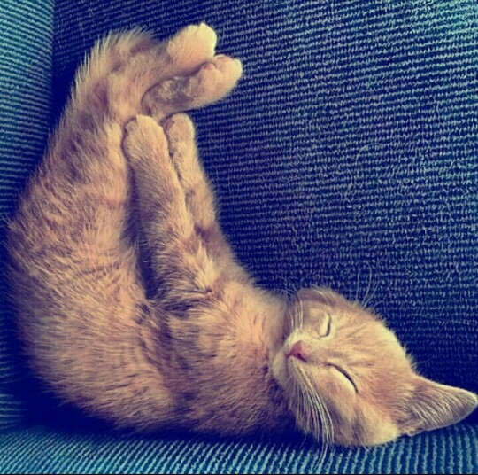 my leisure and paws up in the air