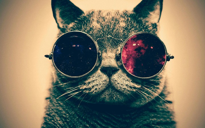 le chat tranquille
