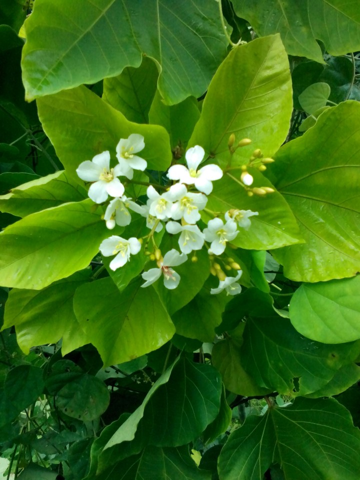 Unknown flower