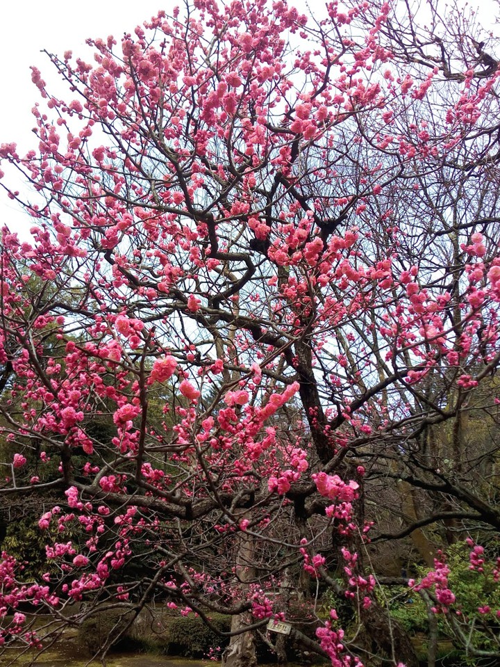 Sakura Japan