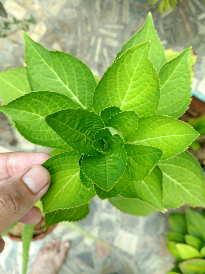 Plant Life 