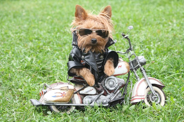yorkshire terrier