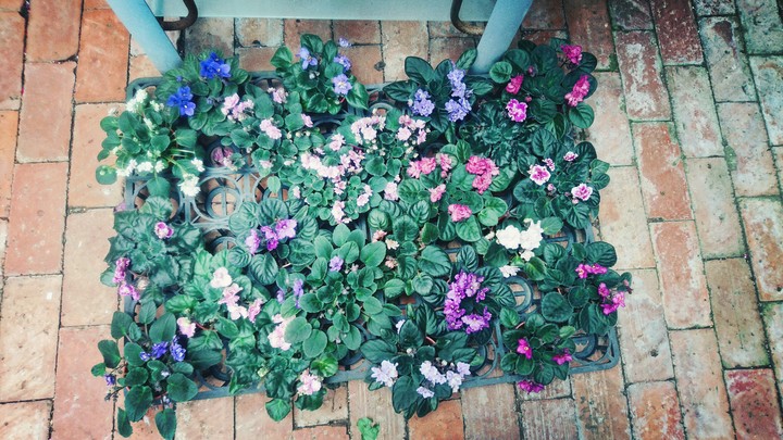 flower carpet