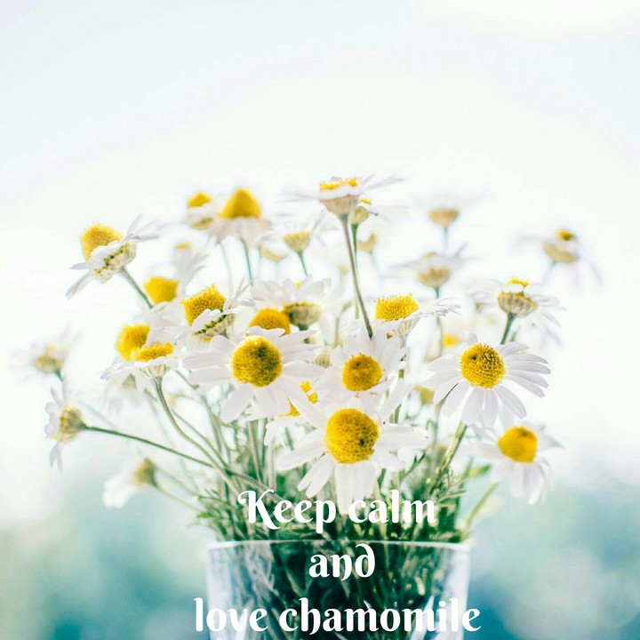 chamomile